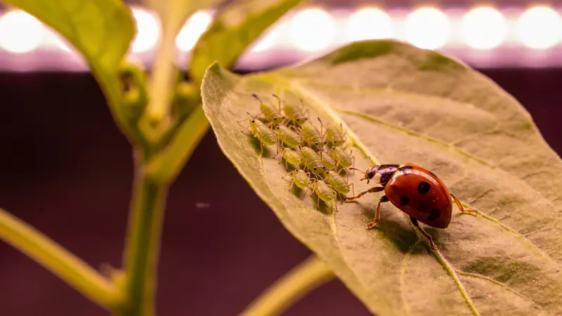 Colonie de pucerons verts au revers d'une feuille de poivron, avec une coccinelle